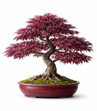 Érable pourpre du Japon  : Variété Bloodgood acer palmatum