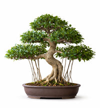 Cultiver des Bonsaïs Ficus : Une Fusion d'Élégance et de Tradition