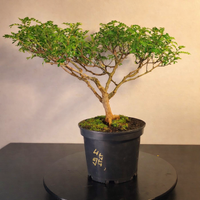 Bonsaï à façonner – Faux Poivrier du Sichuan - n°009