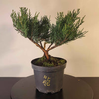 Bonsaï à façonner – Juniperus Chinensis