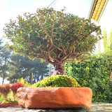 Houx Japonais Bonsaï Tronc Massif 44 cm ↕