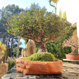 Houx Japonais Bonsaï Tronc Massif 44 cm ↕