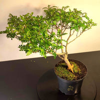 Bonsaï à façonner n°009 Faux Poivrier