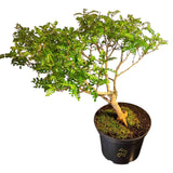 Bonsaï à façonner n°009 Faux Poivrier