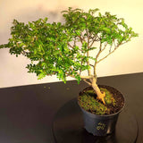 Bonsaï à façonner n°009 Faux Poivrier
