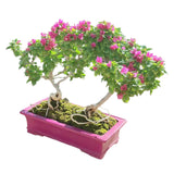 Double Bougainvilliers Bonsaï 44 cm ↕