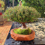 Houx Japonais Bonsaï Tronc Massif 44 cm ↕