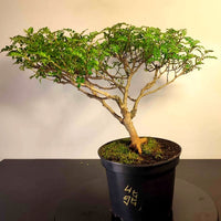 Bonsaï à façonner n°009 Faux Poivrier