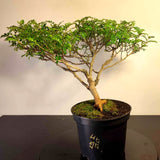 Bonsaï à façonner n°009 Faux Poivrier