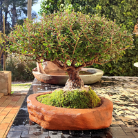 Houx Japonais Bonsaï Tronc Massif 44 cm ↕