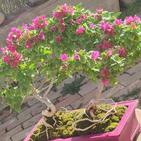 Double Bougainvilliers Bonsaï 44 cm ↕