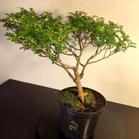 Bonsaï à façonner n°009 Faux Poivrier