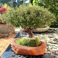 Houx Japonais Bonsaï Tronc Massif 44 cm ↕