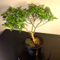 Bonsaï à façonner n°009 Faux Poivrier