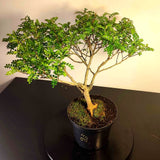 Bonsaï à façonner n°009 Faux Poivrier
