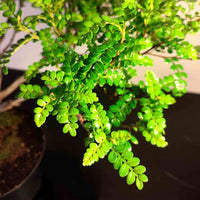 Bonsaï à façonner n°009 Faux Poivrier