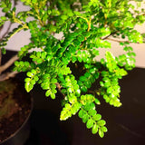 Bonsaï à façonner n°009 Faux Poivrier