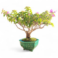 Bougainvillier Parasol 32 cm ↕