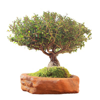 Houx Japonais Bonsaï Tronc Massif 44 cm ↕