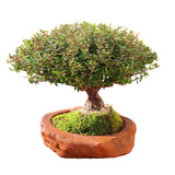 Houx Japonais Bonsaï Tronc Massif 44 cm ↕