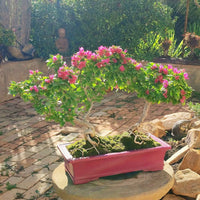 Double Bougainvilliers Bonsaï 44 cm ↕