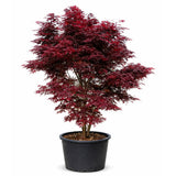 Érable du Japon, Arbre de 360 cm ↕