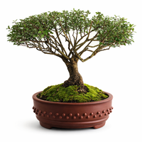 Houx Japonais Bonsaï 38 cm ↕