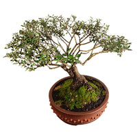 Houx Japonais Bonsaï 38 cm ↕