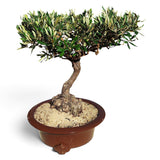 ⭐ Olivier bonsaï d'exception – Nebari unique – 68 cm ↕