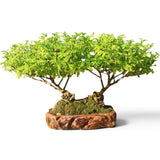 Bonkei Double Faux Poivrier du Japon 58 cm ↕