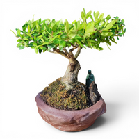 Houx du Japon, pot unique signé 32 cm ↕