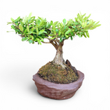 Houx du Japon, pot unique signé 32 cm ↕