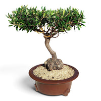 ⭐ Olivier bonsaï d'exception – Nebari unique – 68 cm ↕