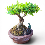 Houx du Japon, pot unique signé 32 cm ↕