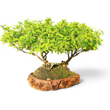 Bonkei Double Faux Poivrier du Japon 58 cm ↕