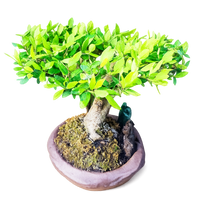 Houx du Japon, pot unique signé 32 cm ↕
