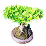 Houx du Japon, pot unique signé 32 cm ↕