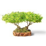 Bonkei Double Faux Poivrier du Japon 58 cm ↕