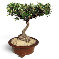 ⭐ Olivier bonsaï d'exception – Nebari unique – 68 cm ↕