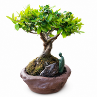Houx du Japon, pot unique signé 32 cm ↕