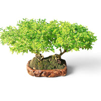 Bonkei Double Faux Poivrier du Japon 58 cm ↕
