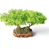 Bonkei Double Faux Poivrier du Japon 58 cm ↕