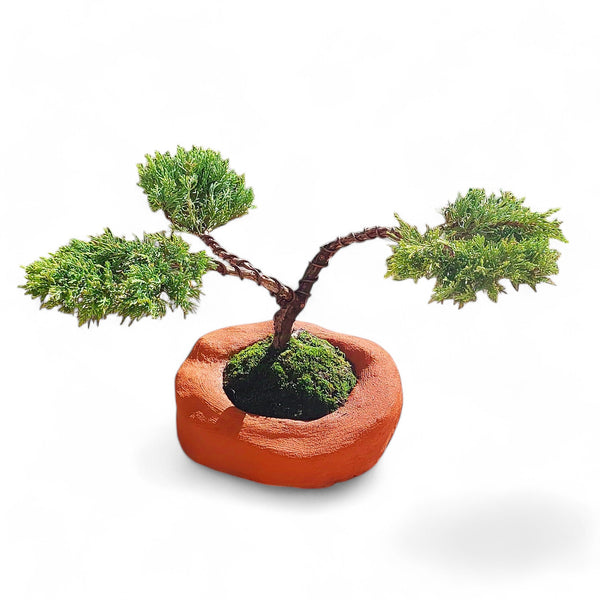 Juniperus Shinensis 30 cm ↕