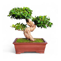 Grand Ficus de collection 48 cm ↕